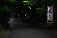 ヒメボタルの棲む寺②