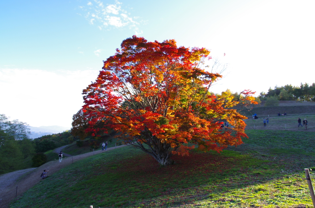 夕暮れの七色カエデ02