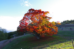 夕暮れの七色カエデ02