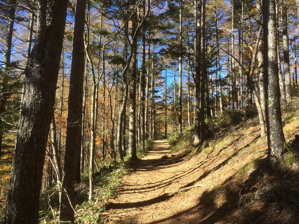 登山道４