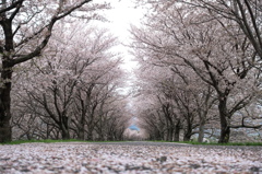 桜トンネル