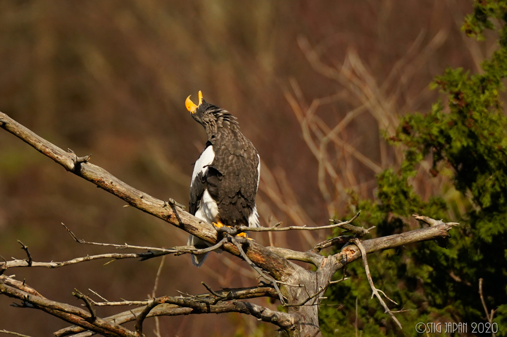 Steller's sea eagle　②