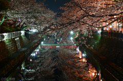 桜夜景　