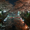桜夜景　