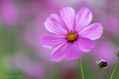 秋桜