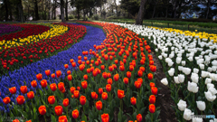 チューリップ園　3