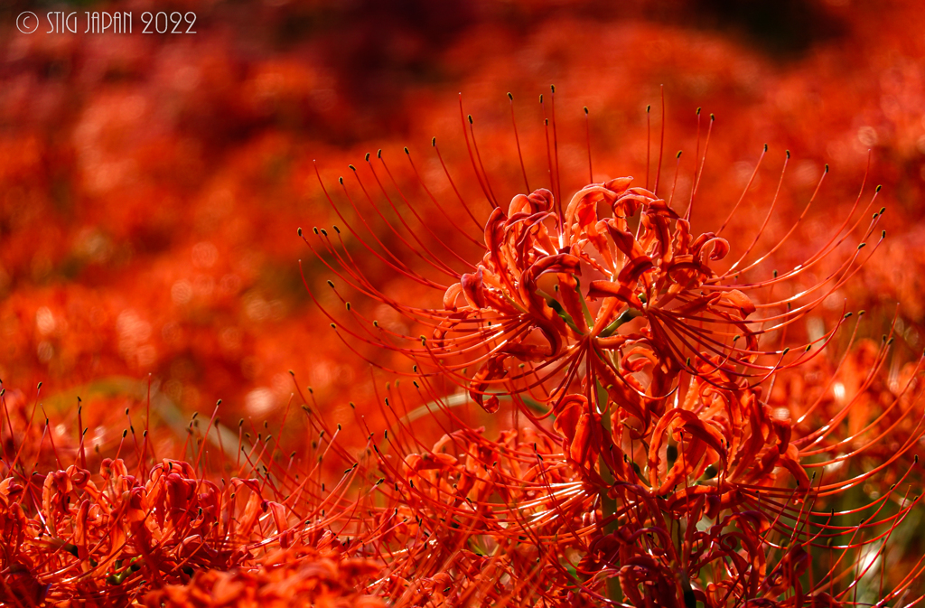 Lycoris