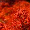 Lycoris