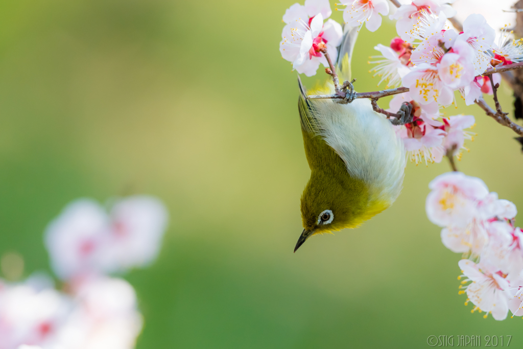 春のはじまり