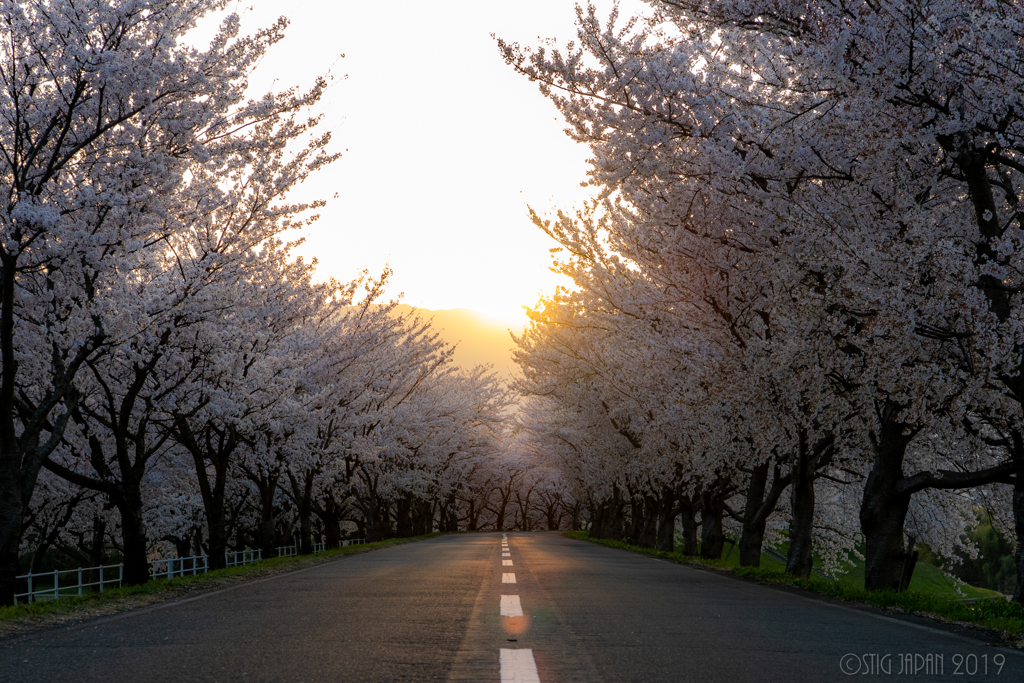 SAKURA