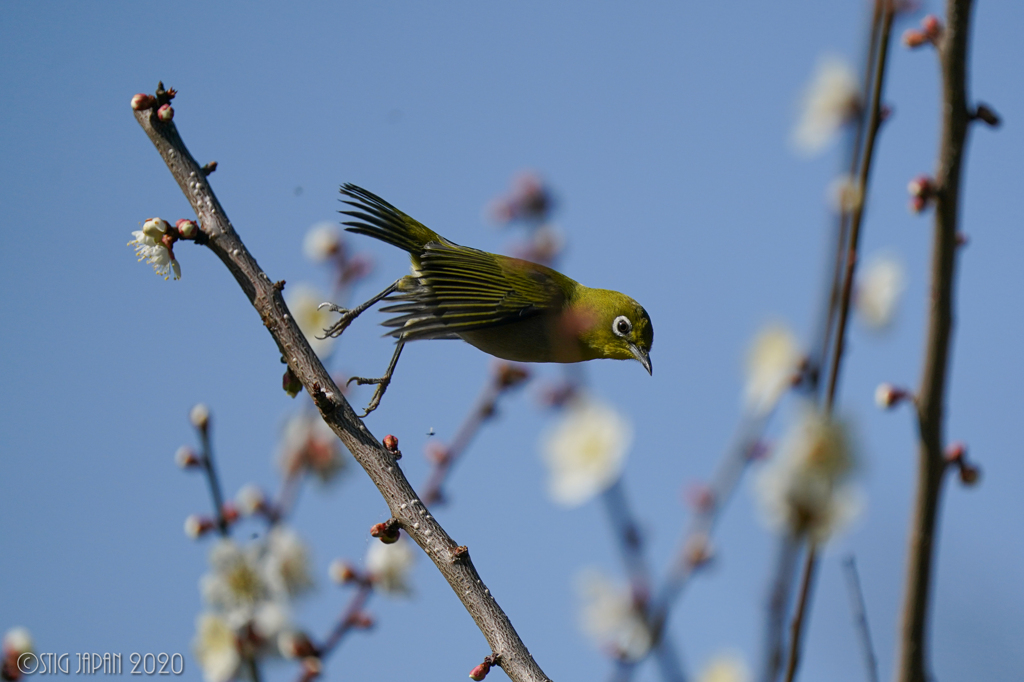 Mejiro Fly ④