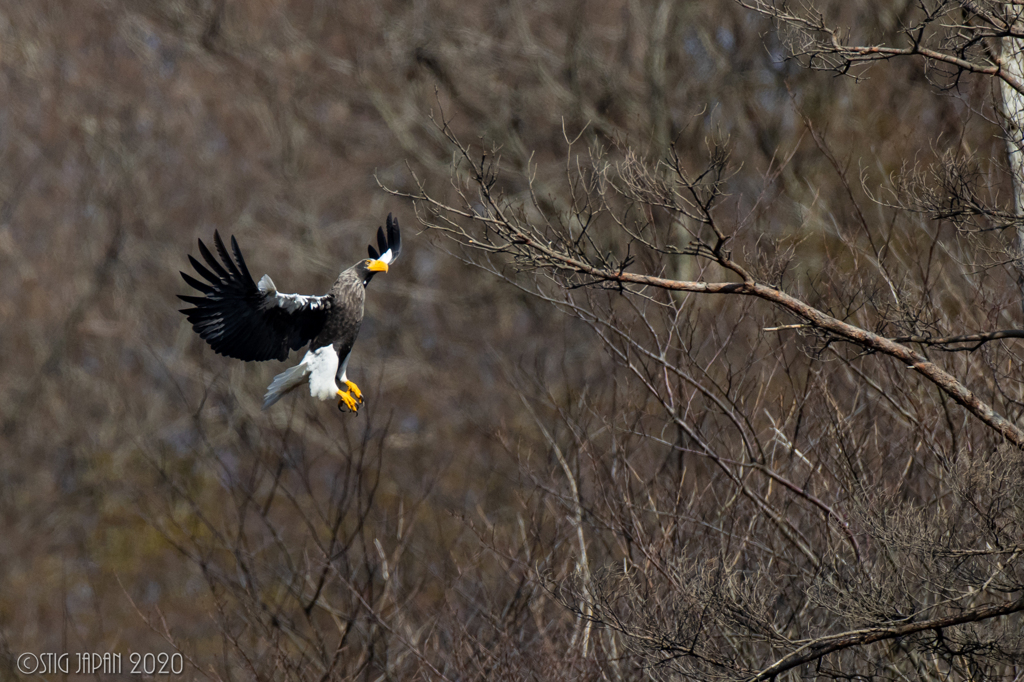 Steller's sea eagle　⑦