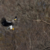 Steller's sea eagle　⑦