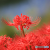 彼岸花　100-400