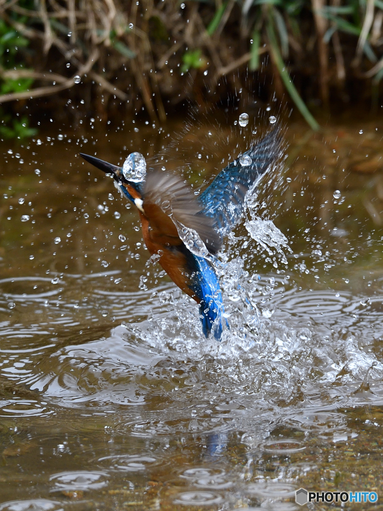 カワセミ　水絡み2