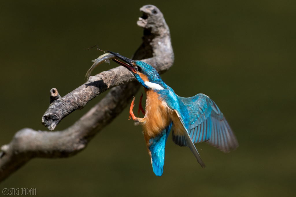 カワセミ　着地1