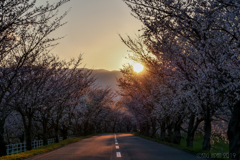 Sakura Tunnel ②