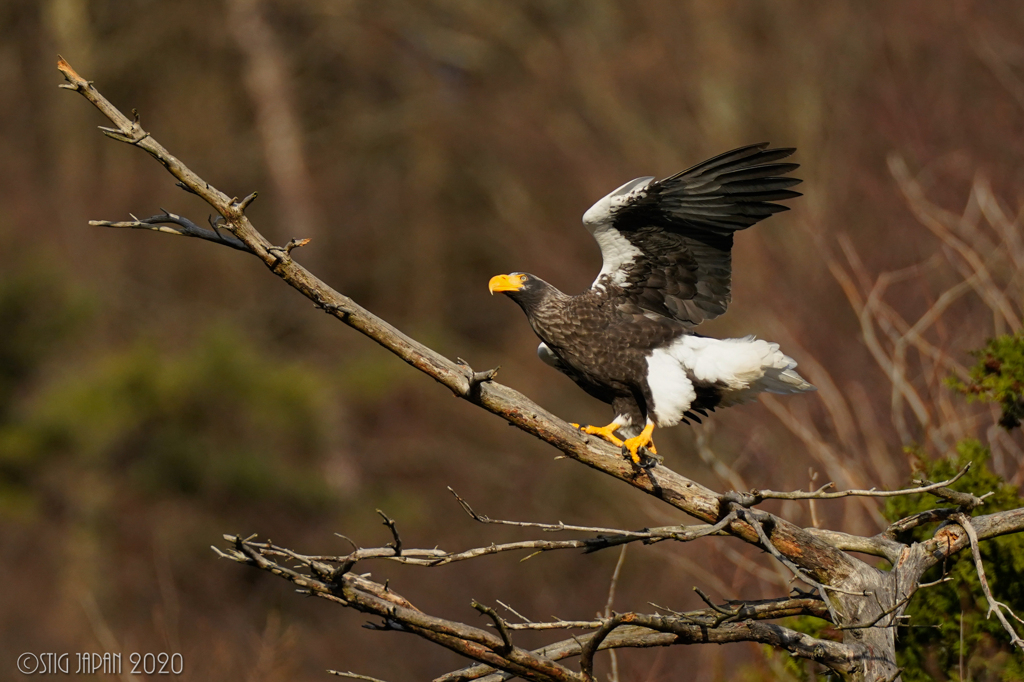 Steller's sea eagle　③