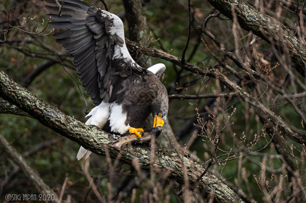 オオワシ　捕食