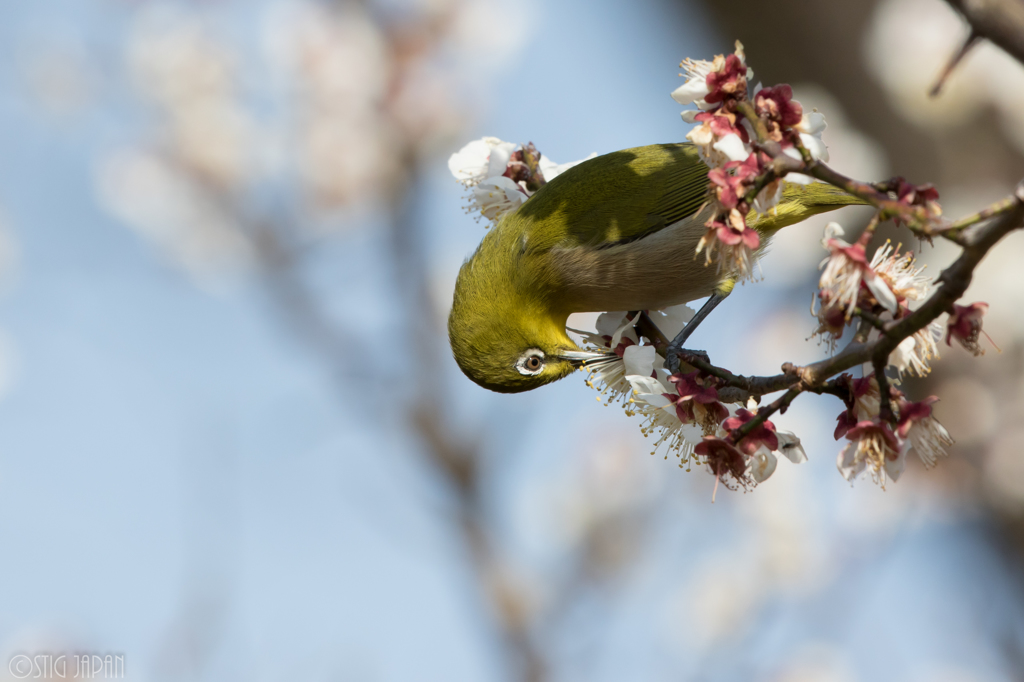 本日のメジロ　Ⅰ