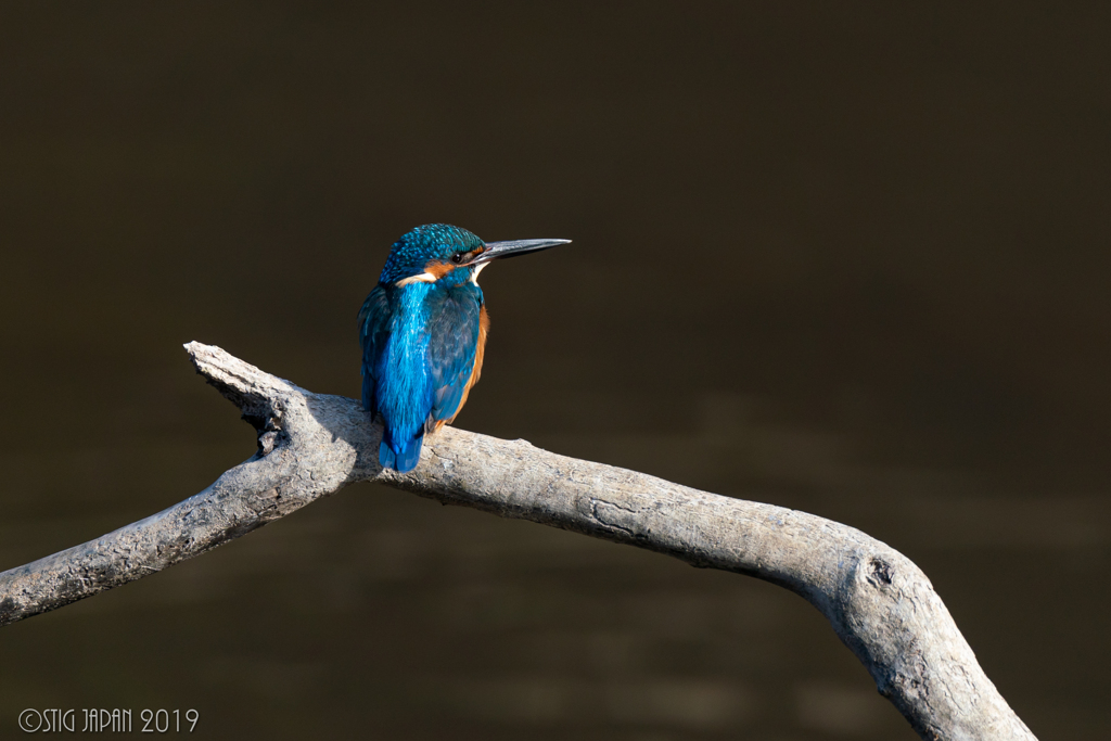 Kingfisher