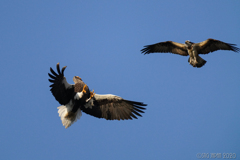 Steller's sea eagle Surprised!