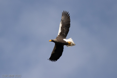 Steller's sea eagle　⑥