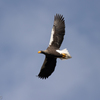 Steller's sea eagle　⑥