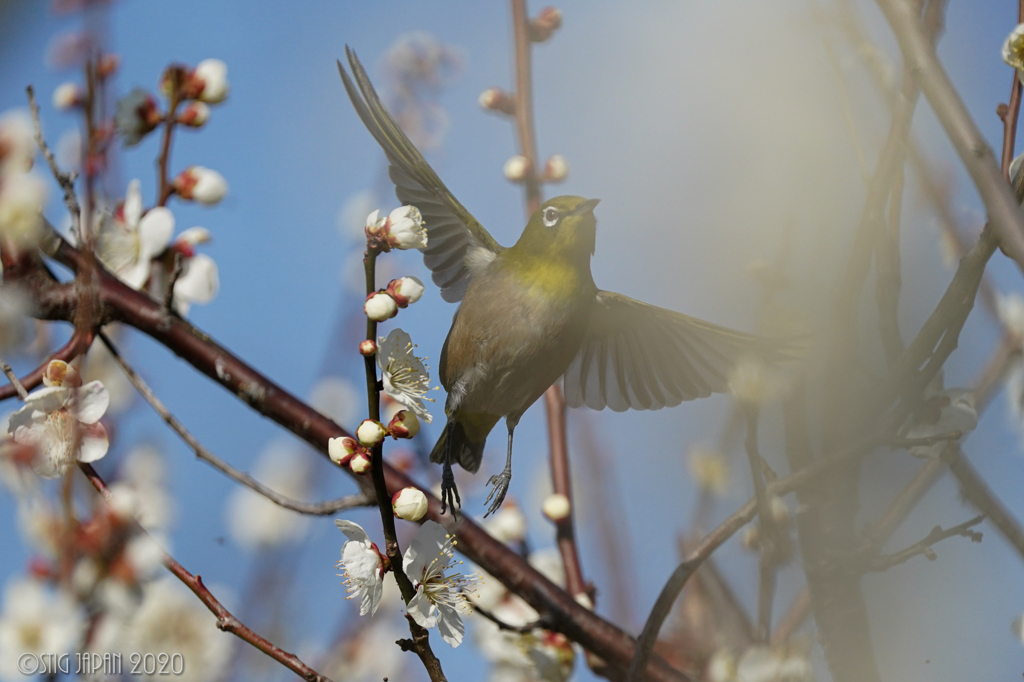 Mejiro Fly ②