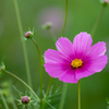 Cosmos