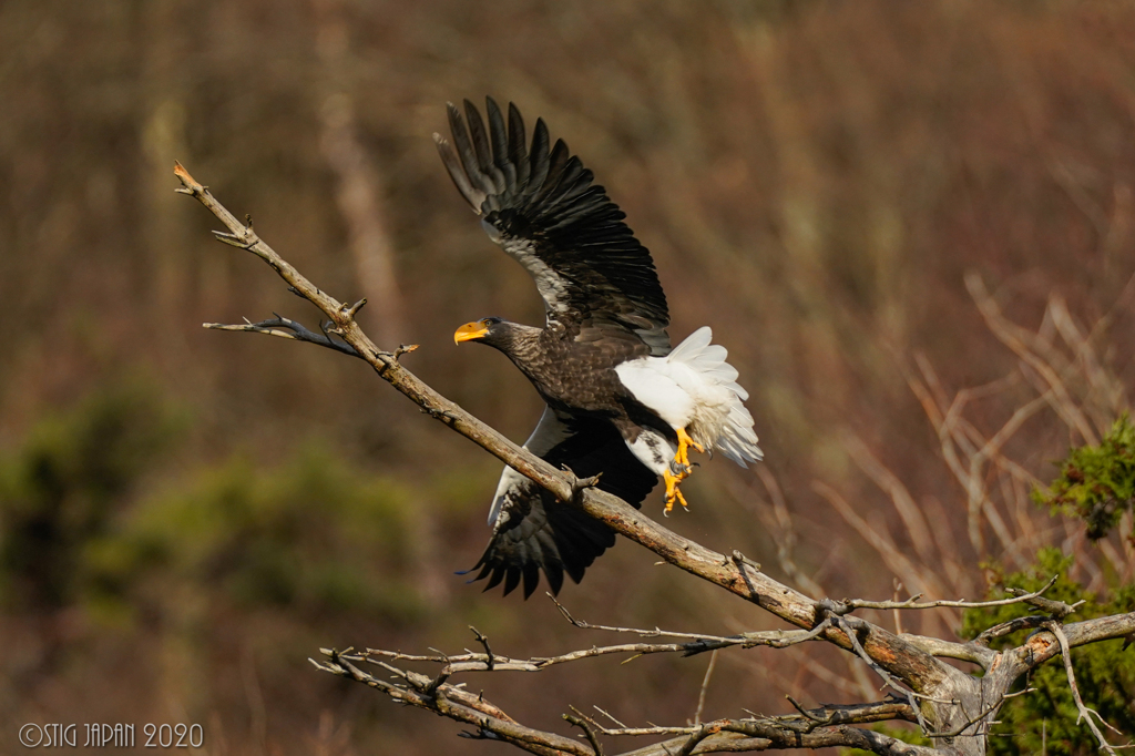 Steller's sea eagle　④