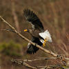 Steller's sea eagle　④