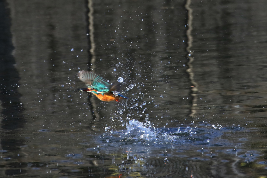 カワセミ　上がり　２