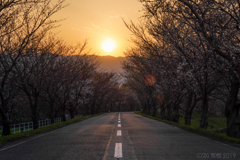 SAKURA TUNNEL　2分咲き