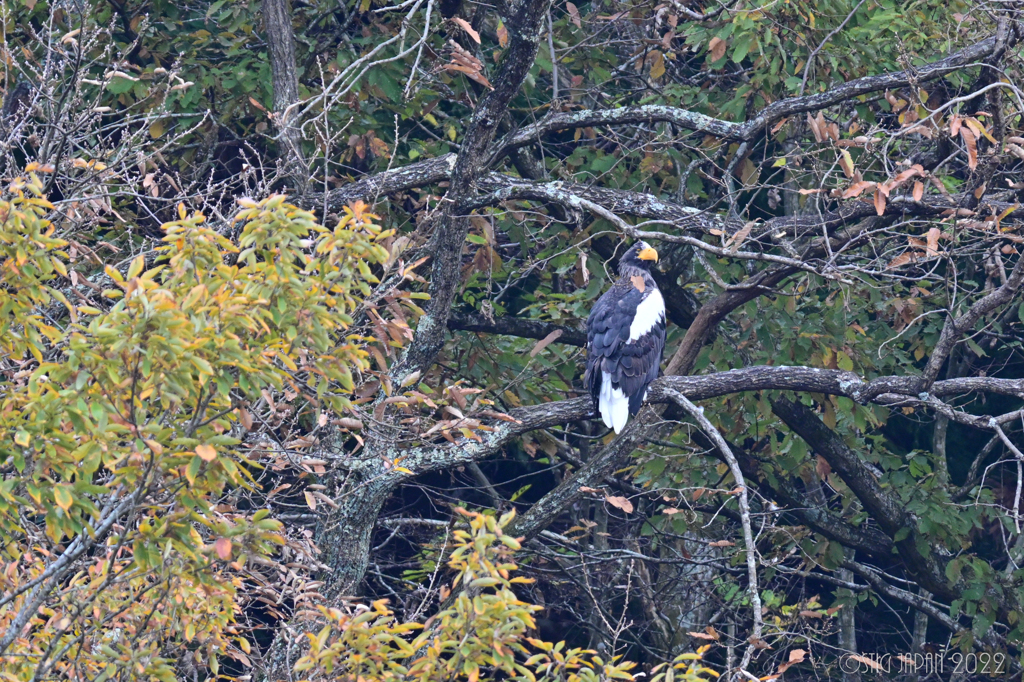 Steller's sea eagle 25th