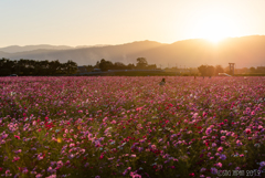 秋桜