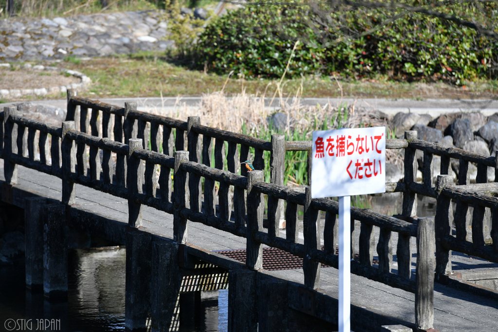 カワセミさん　魚を獲らないでください。。