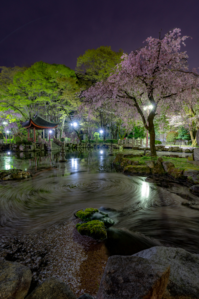 Sakura GuruGuru