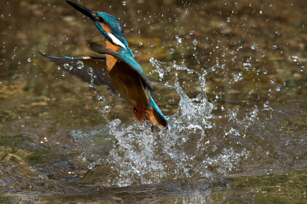 カワセミ　上がり