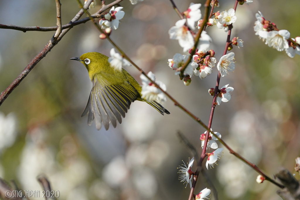 Mejiro Fly