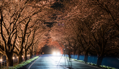 桜開花　3/31