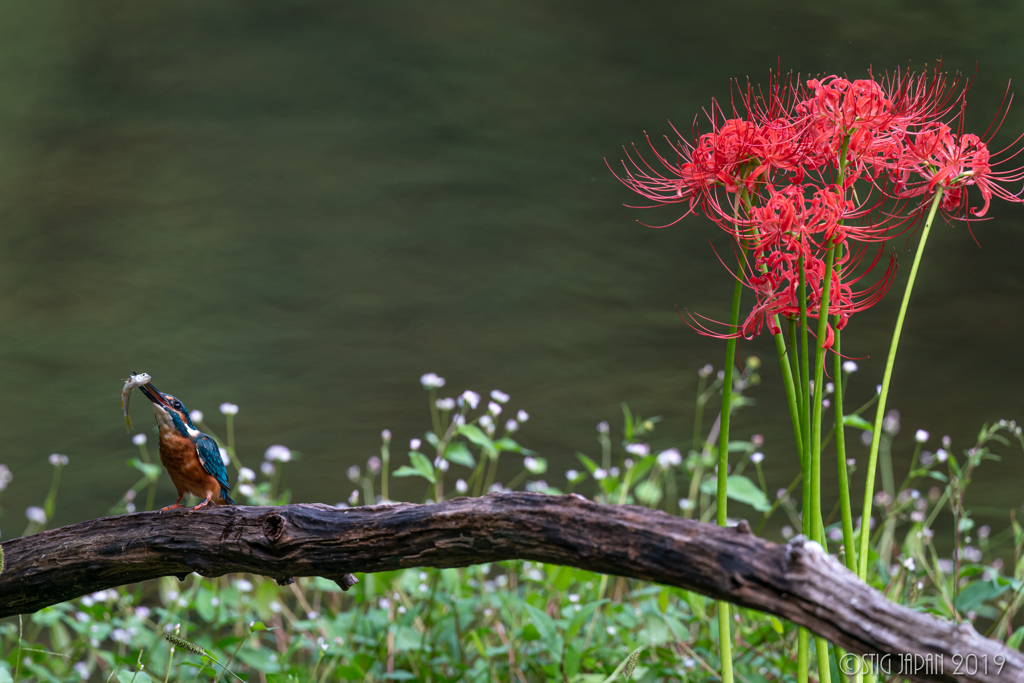 Kingfisher