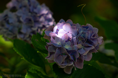木漏れ日の紫陽花　①