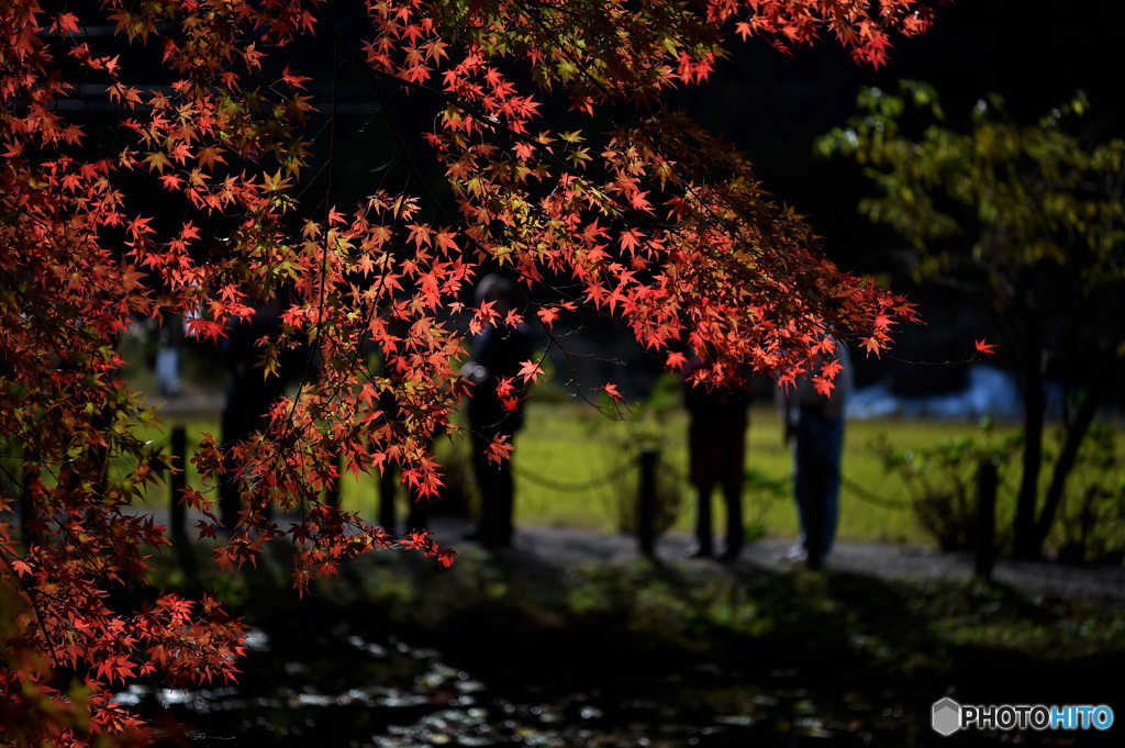 モネの池　神社の紅葉　11/19