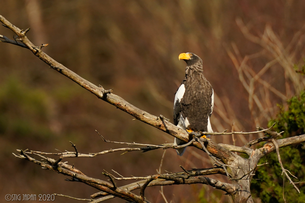Steller's sea eagle