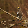 Steller's sea eagle