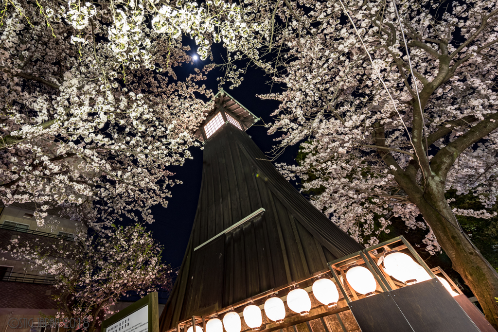 夜桜