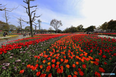 チューリップ園 全景