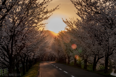 Sakura Tunnel 満開