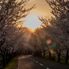 Sakura Tunnel 満開